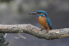 Ijsvogel1